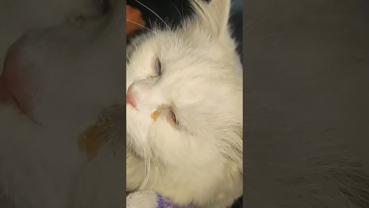 #catlover