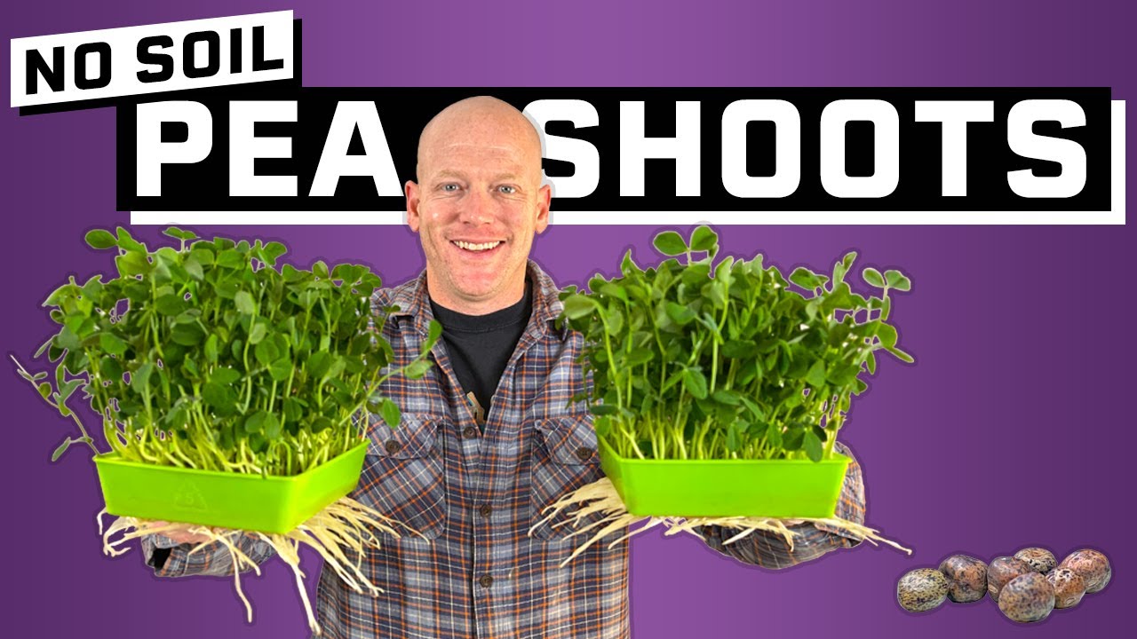 SIMPLE Pea Shoot Hydroponic Microgreens