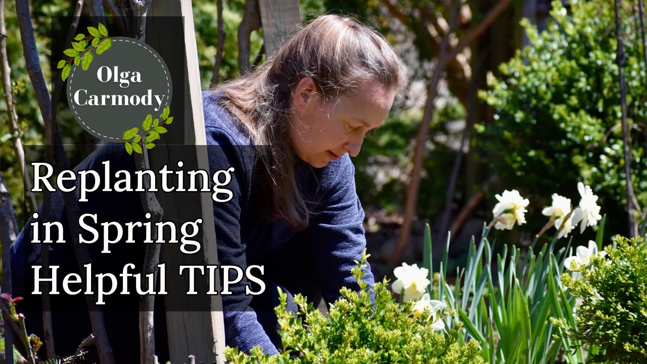 How to Move Plants in the Garden