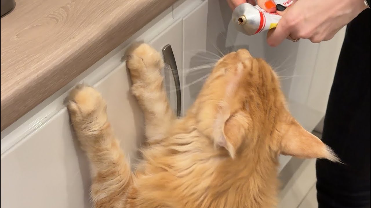 🎂 Birthday cake for the Maine Boy in my life 😻