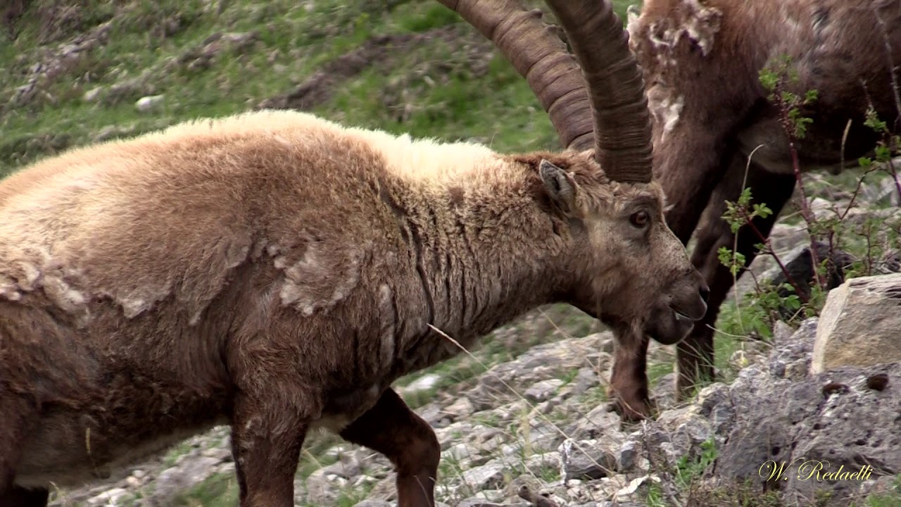 - Stambecchi a Primavera -  