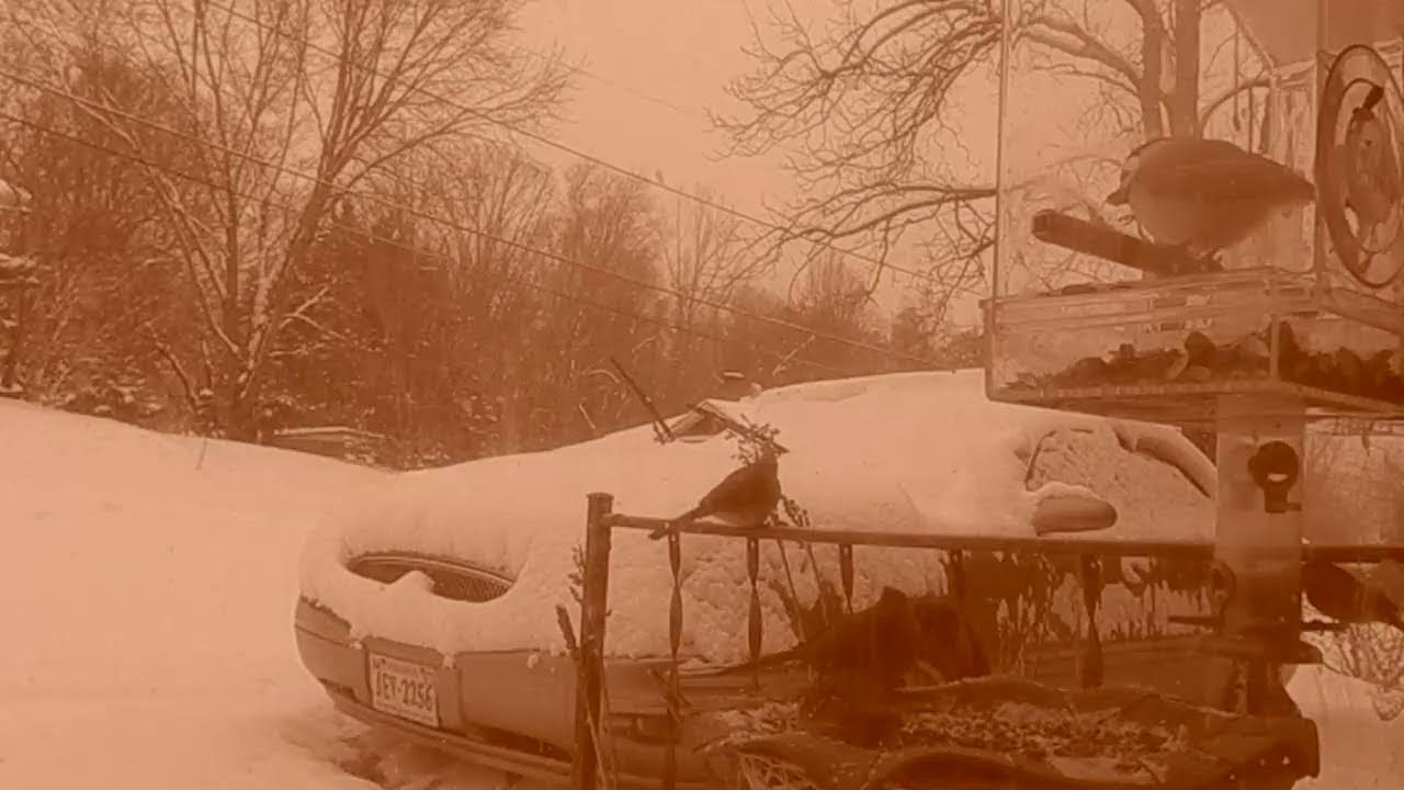 Birds SNOW & Electric Guitar By Request