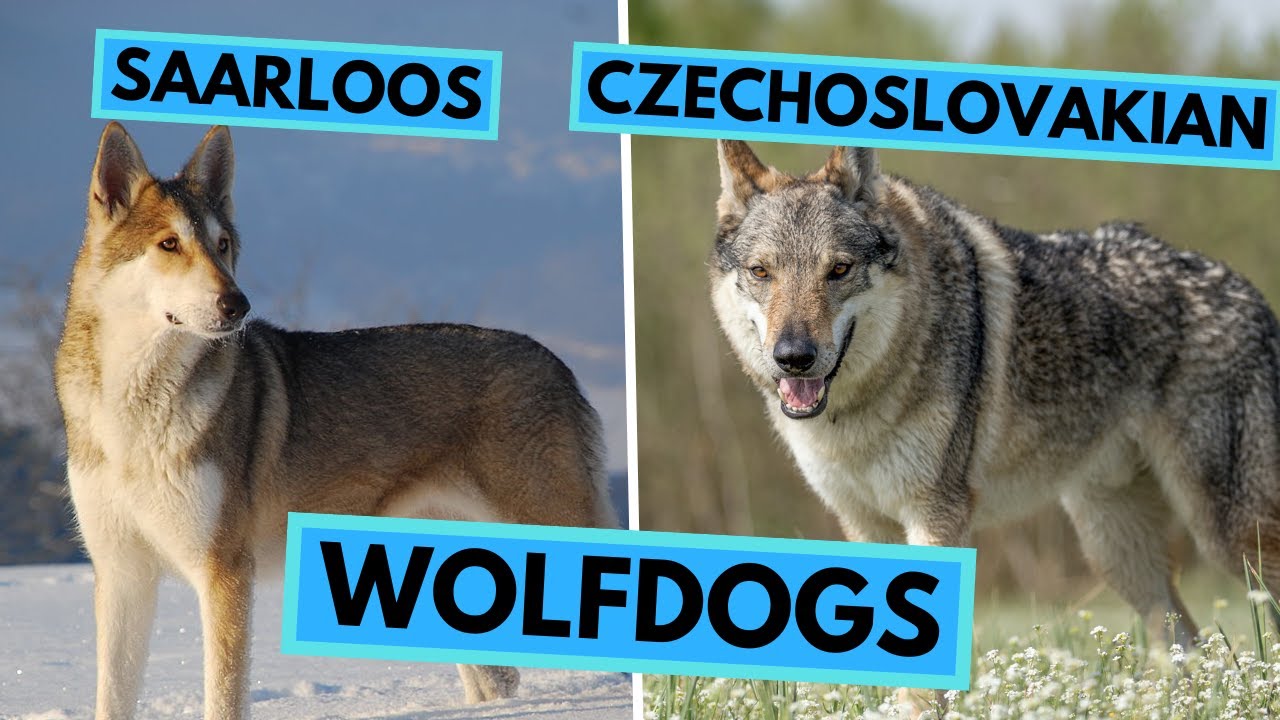 Saarloos Wolfdog vs Czechoslovakian Wolfdog - Dog Breed Comparison