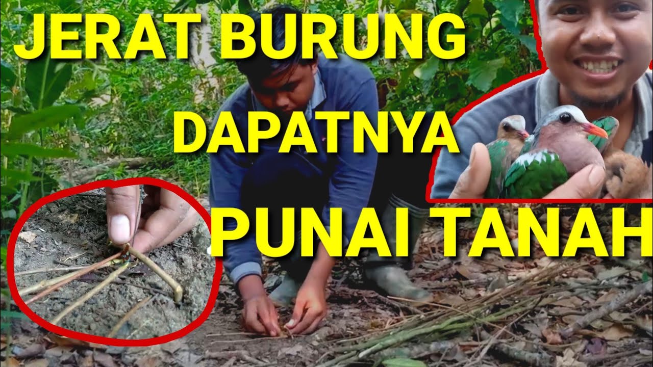 JERAT BURUNG PUNAI TANAH || CARA MENANGKAP BURUNG PUNAI TANAH