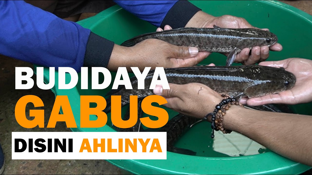 Cara Budidaya Ikan Gabus Bagi Pemula
