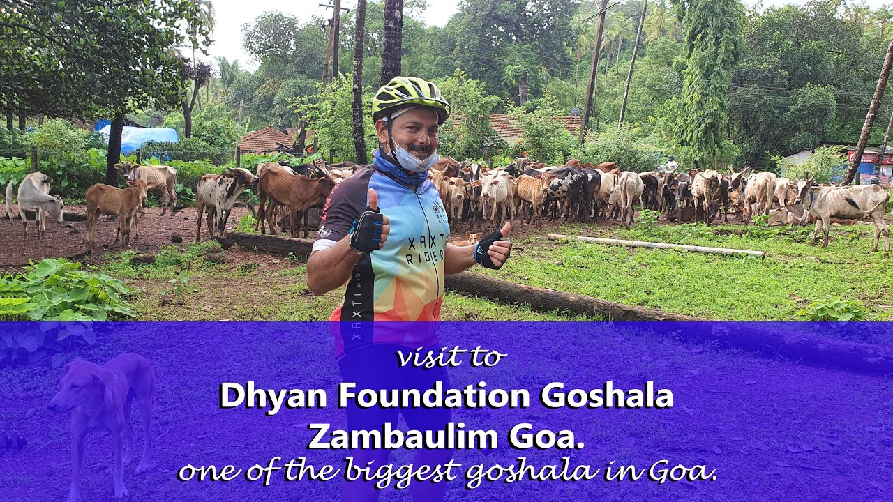 Visit to Goshala at Zambaulim Goa.