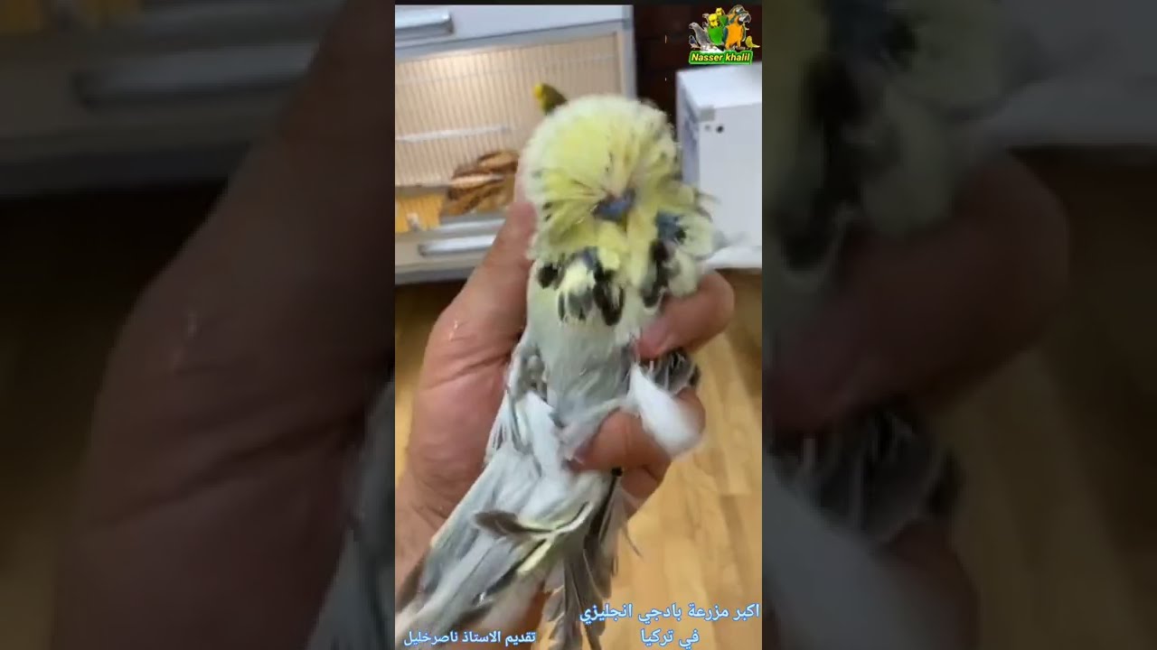 جولة داخل اكبر مزرعه عصافير انجليزي في العالم مش هتصدق عنيك budgie#