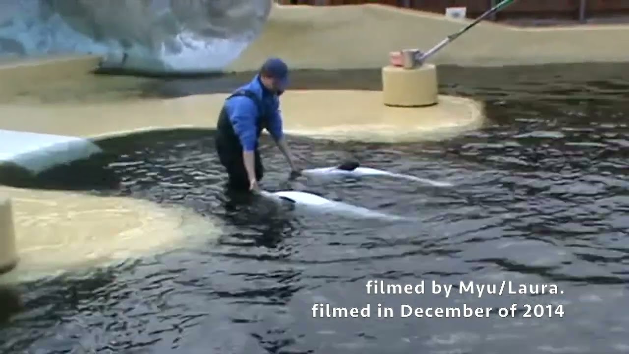 Bruinvisbaai Porpoise presentation at Dolfinarium in Harderwijk
