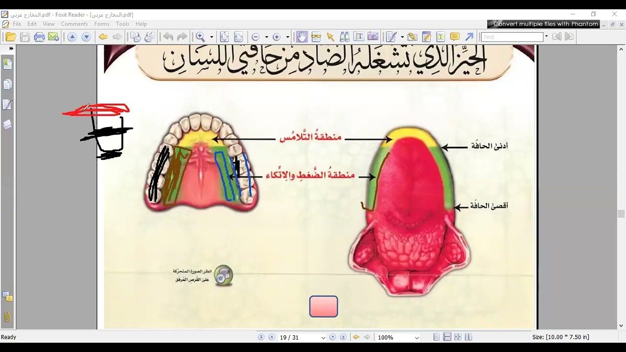شرح مخرج  الضاد