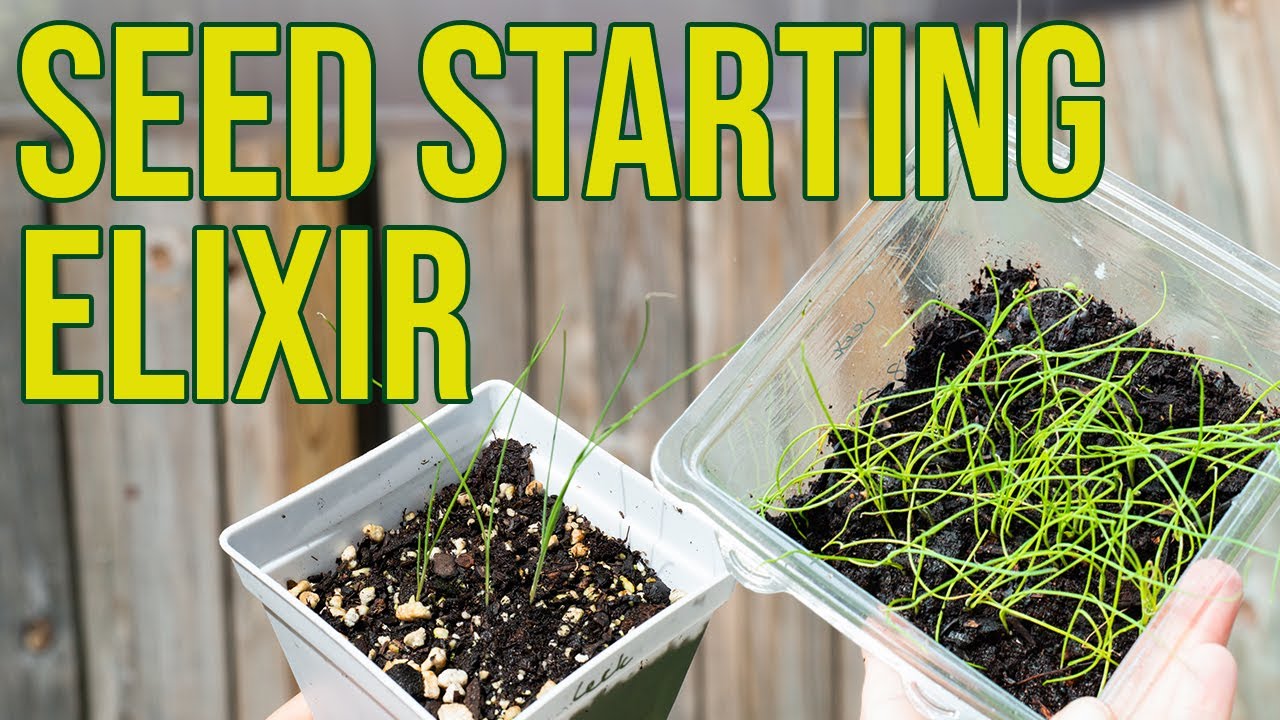 Seed Elixir: Making and Using Lactic Acid Bacteria