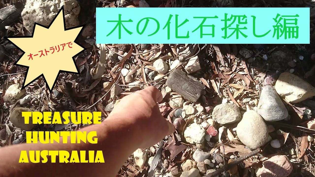 Petrified Wood Yuleba Queensland Australia【宝石ハンター】オーストラリアで化石探し　YULEBA編