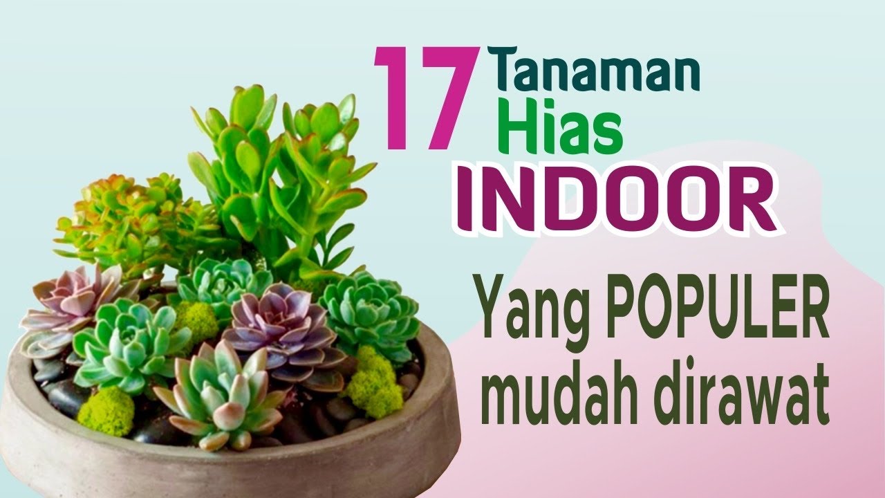 17 Tanaman Hias Indoor yang Populer dan Mudah Dirawat