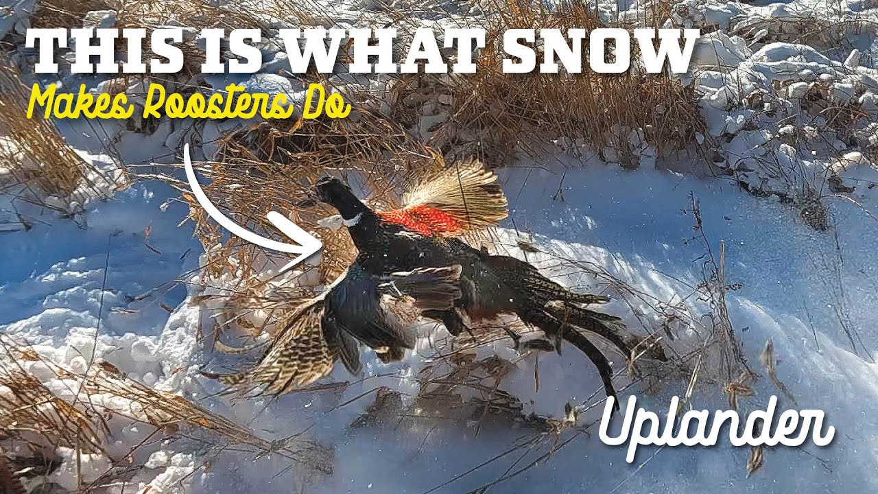 EXPLOSIVE Flush! Late Season Pheasants in the Snow