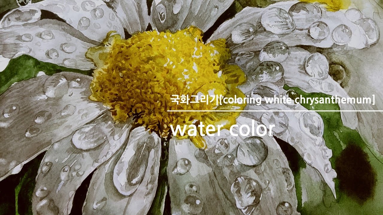 데이지그리기[국화그리기/painting chrysanthemums/손그림/watercolor/fine art/수채화/꽃그림/취미미술/daisy flowers/raindrops