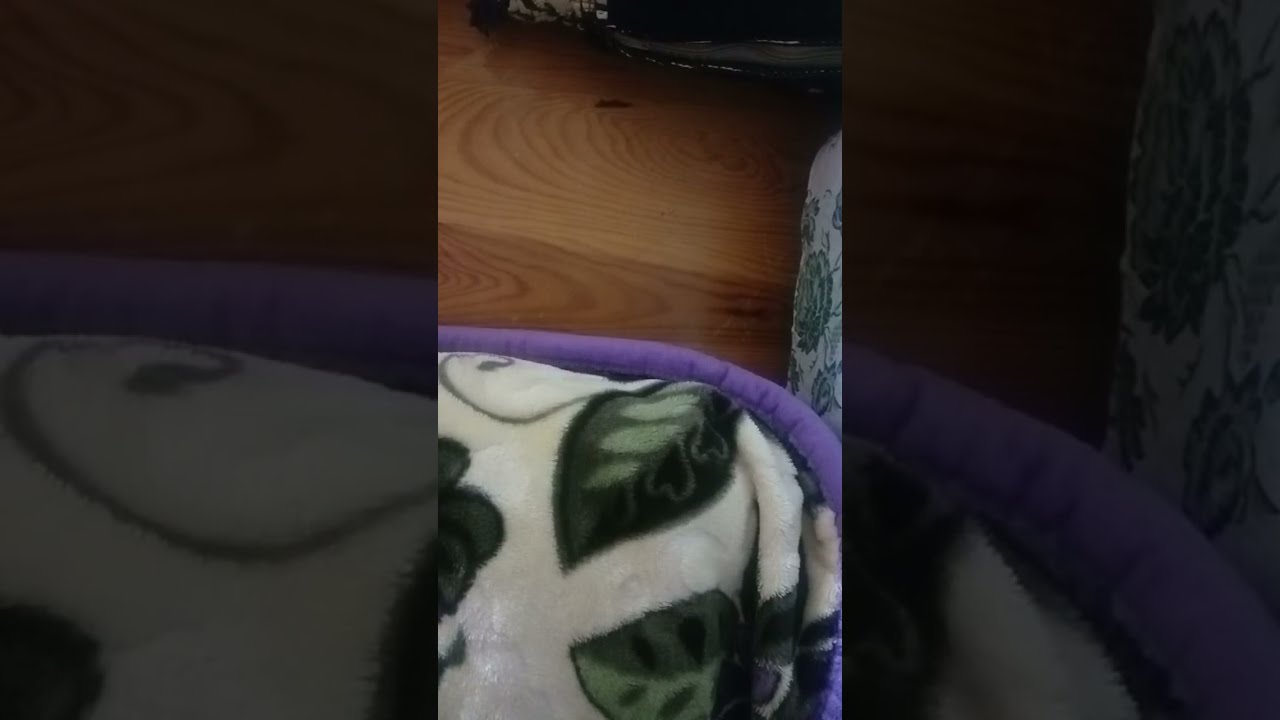 بدأت قناة 