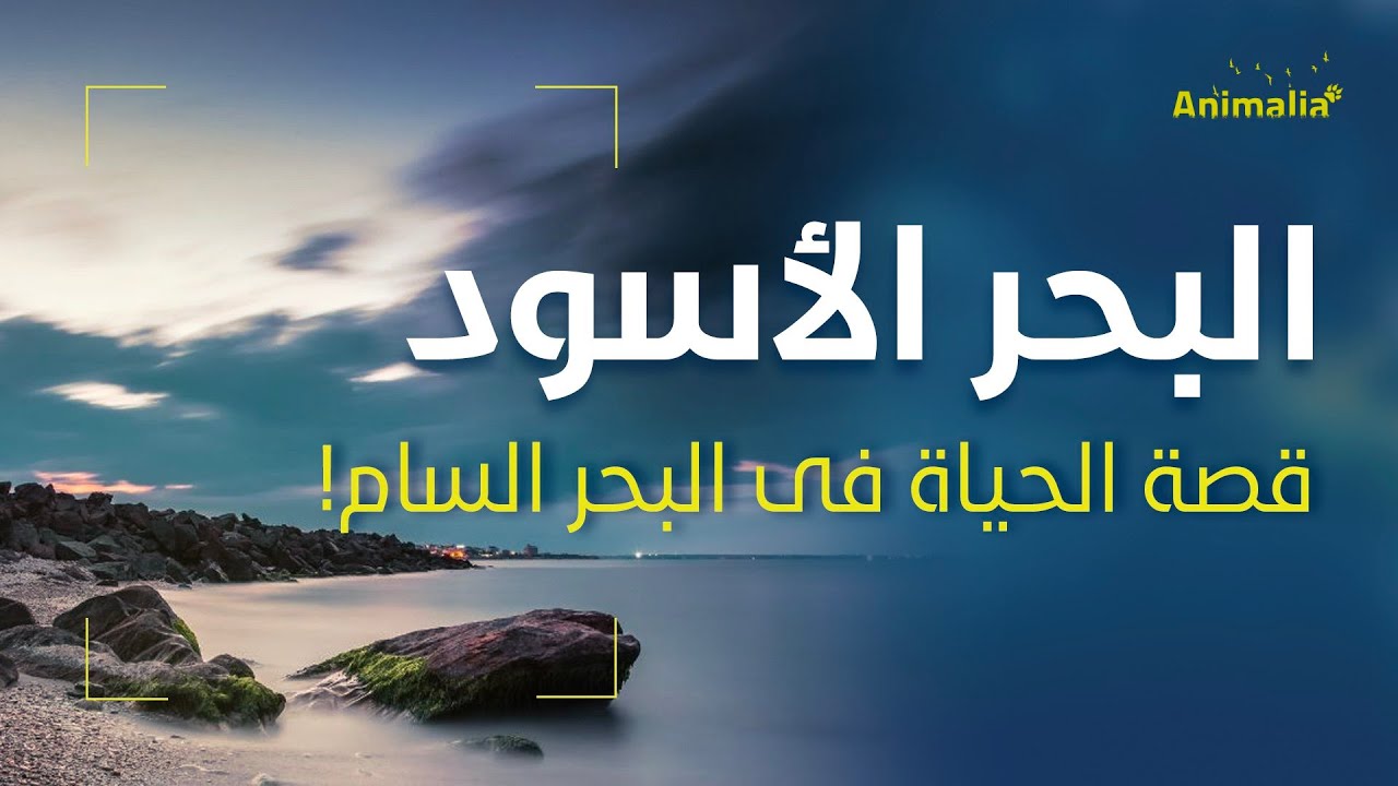 الحياة في البحر الأسود | كيف تعيش في بحيرة من السموم؟!