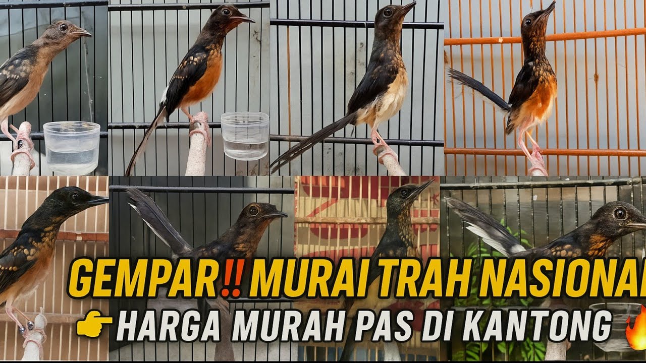 GEMPAR‼️ MURAI TROTOL TRAH NASIONAL HARGA MURAH ADA DI HEN MURAI BF JAKARTA PUSAT🔥
