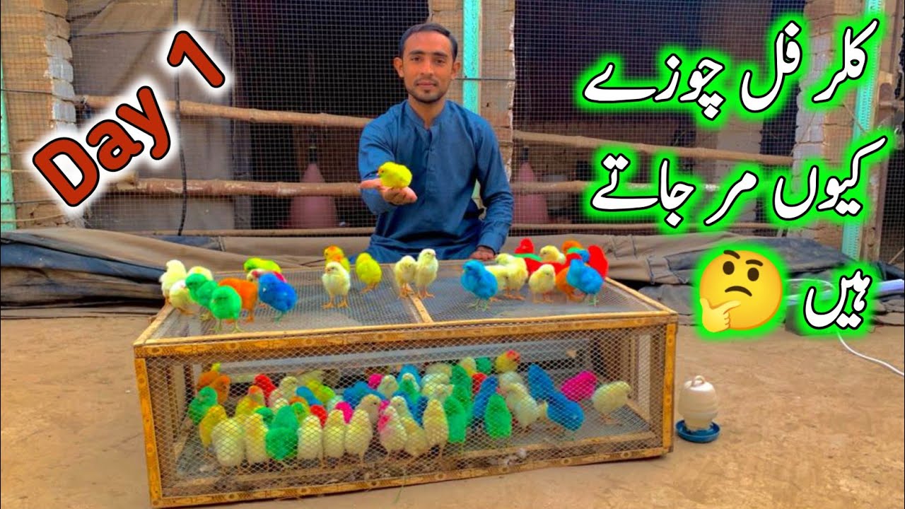 Day old Chicks Care | Colourful Chicks Care