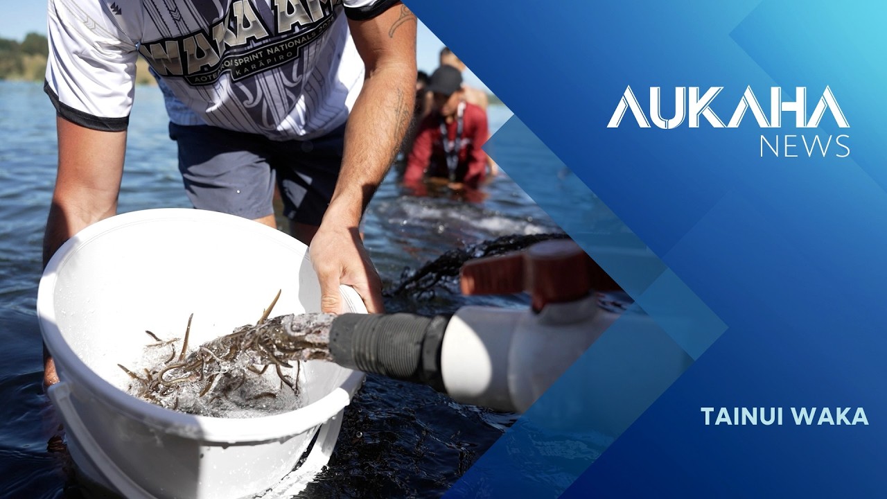 Waikato hosts national Tuna symposium as species become on the brink of extinction