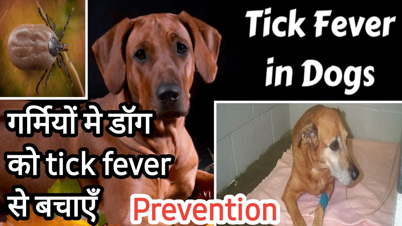 tick fever in dog || tick fever home remedies || causes, symptoms, prevention || by.THE PET VISION