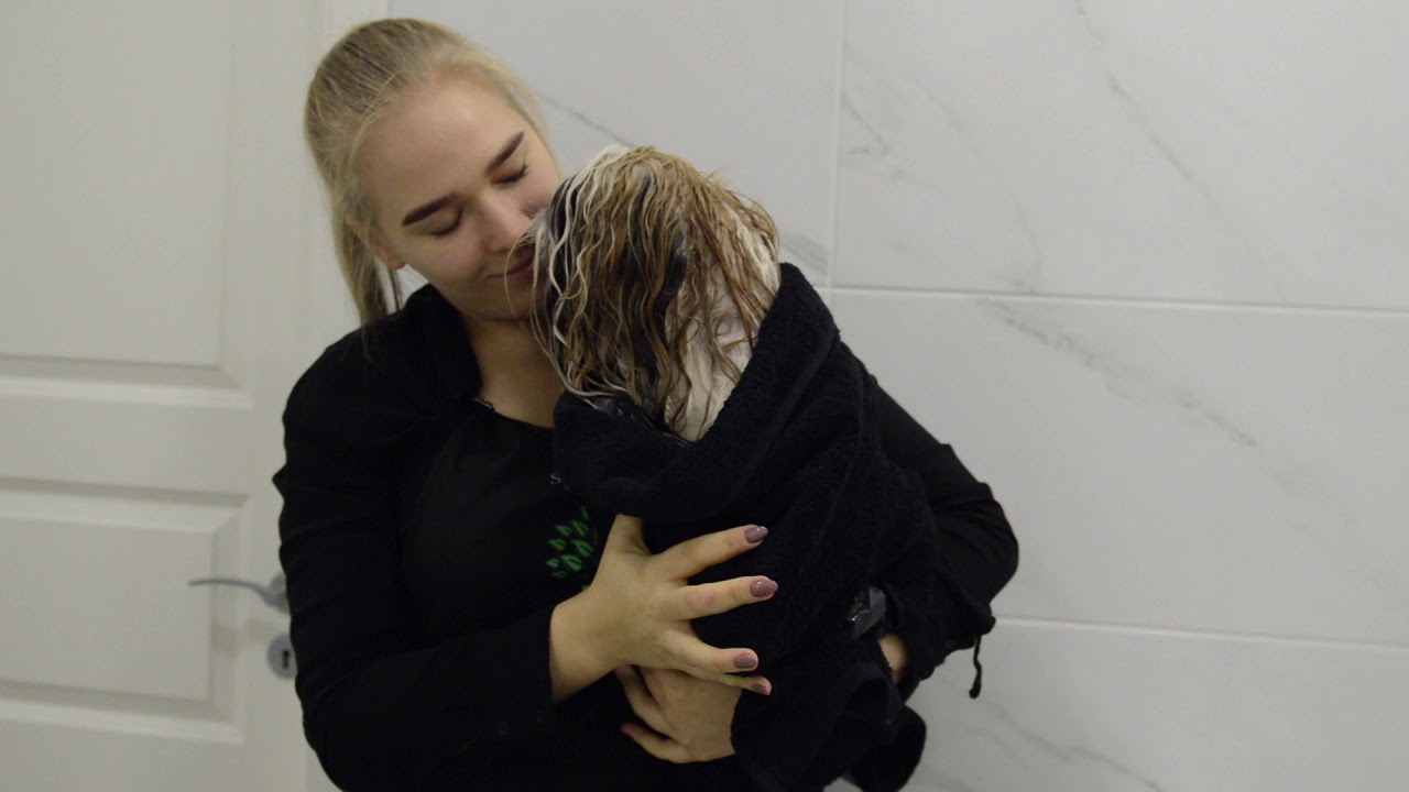 Ši cu kailio paruošimas su Starfire's Canine Care Line