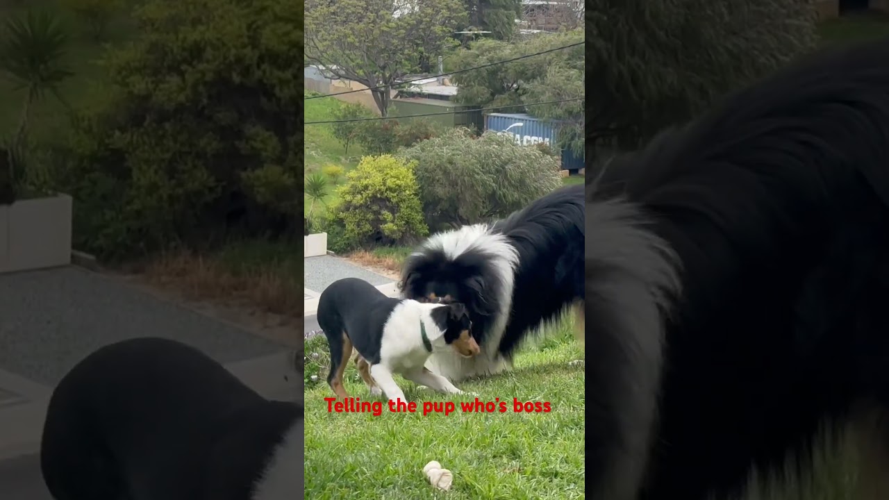 Boss Dog #fy #fyp #viral #dogs #dogsofperth #dog #collies #dogsofyoutube #puppy #miloandfriends