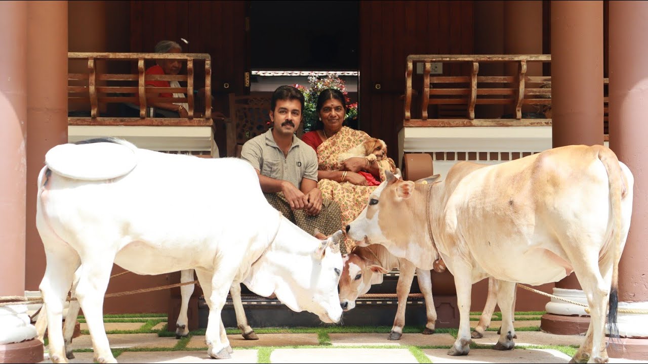 10 വർഷമായി ഇവിടുത്തെ പശുക്കളെ കുളിപ്പിക്കാറില്ല കാരണം ഇതാണ് |Punganur Cow Farm|Native cow farm