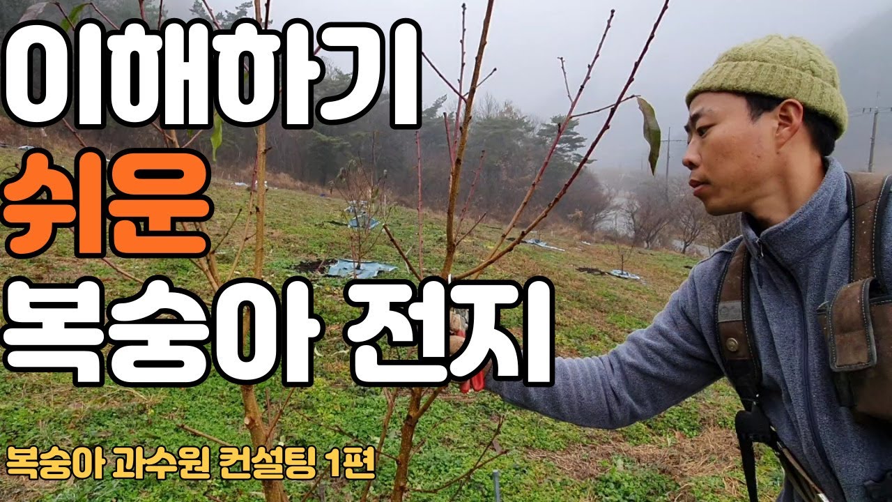 이해하기 쉬운 복숭아 전지(복숭아 과수원 컨설팅 1편)