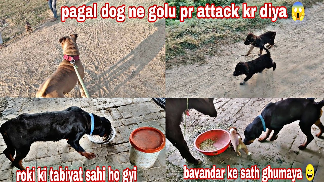 Pagal dog ne golu pr attack kr diya 😱 roki ki tabiyat sahi ho gyi 🤓 bavandar ke sath ghumaya 😄