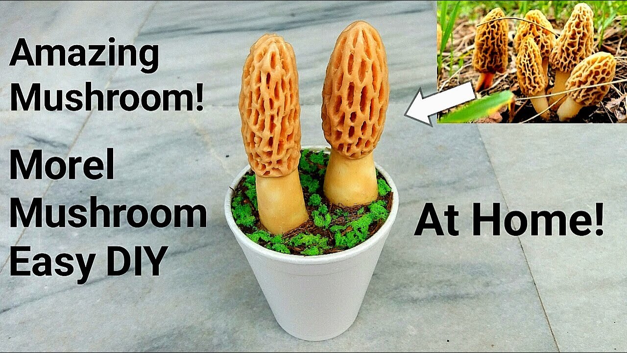 How to make mushroom | Making Morel (morchella) mushroom Diy | Morel mushrooms beautiful crafts