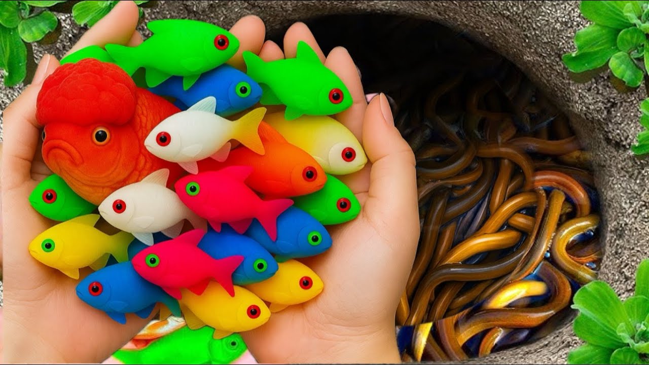 Episode3: Amazing Catch Aquarium Fish In Easter Colorful Eggs, Goldfish, Eel, Seahorses, Turtle 🐠🐢
