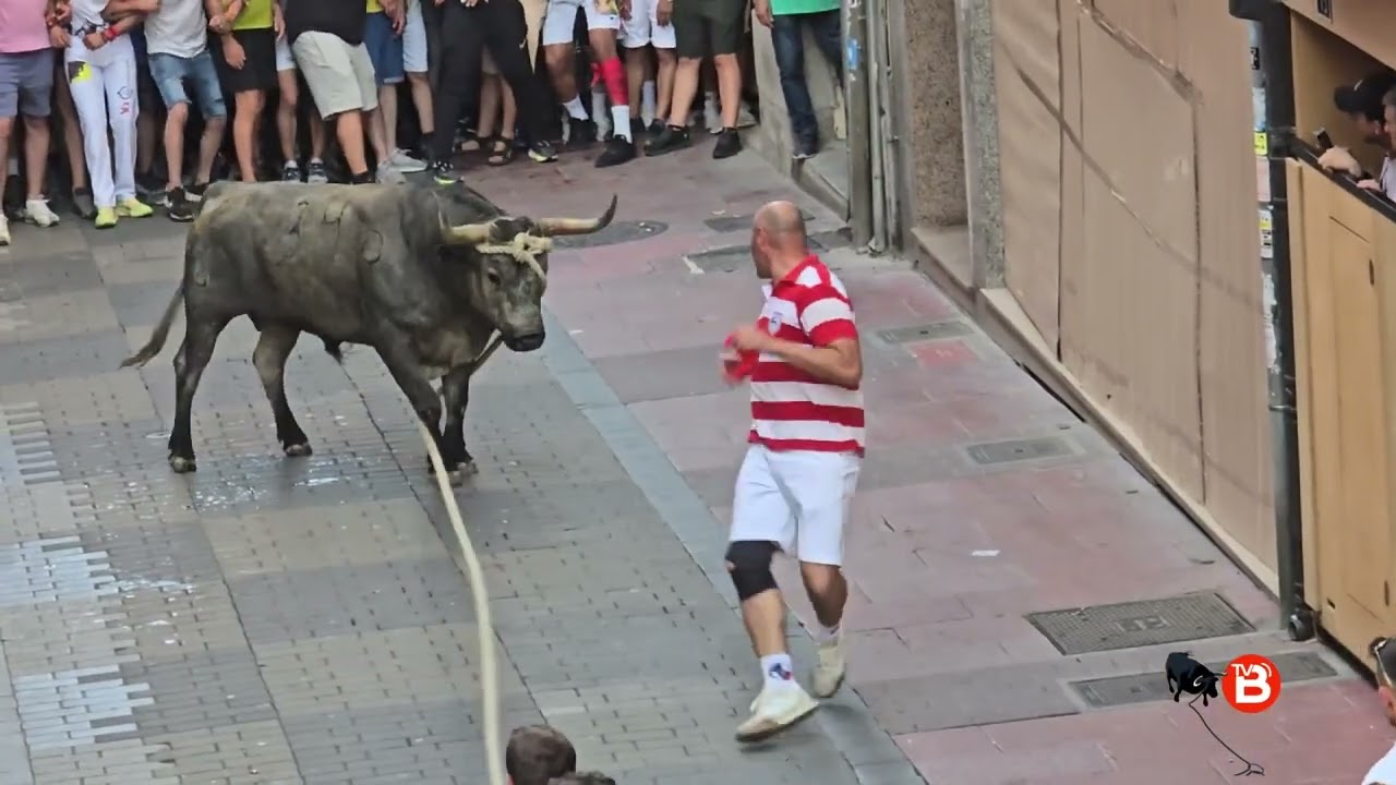 GALOCHO TORO ENMAROMADO 2025 BENAVENTE