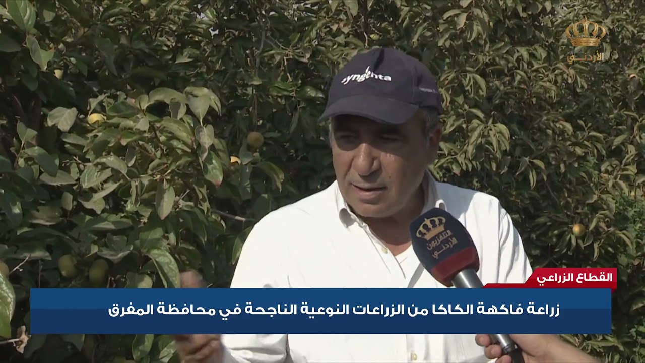 القطاع الزراعي | زراعة الكاكا من الزراعات النوعية الناجحة في محافظة المفرق