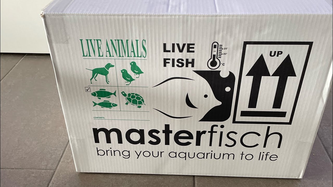 Commande masterfisch