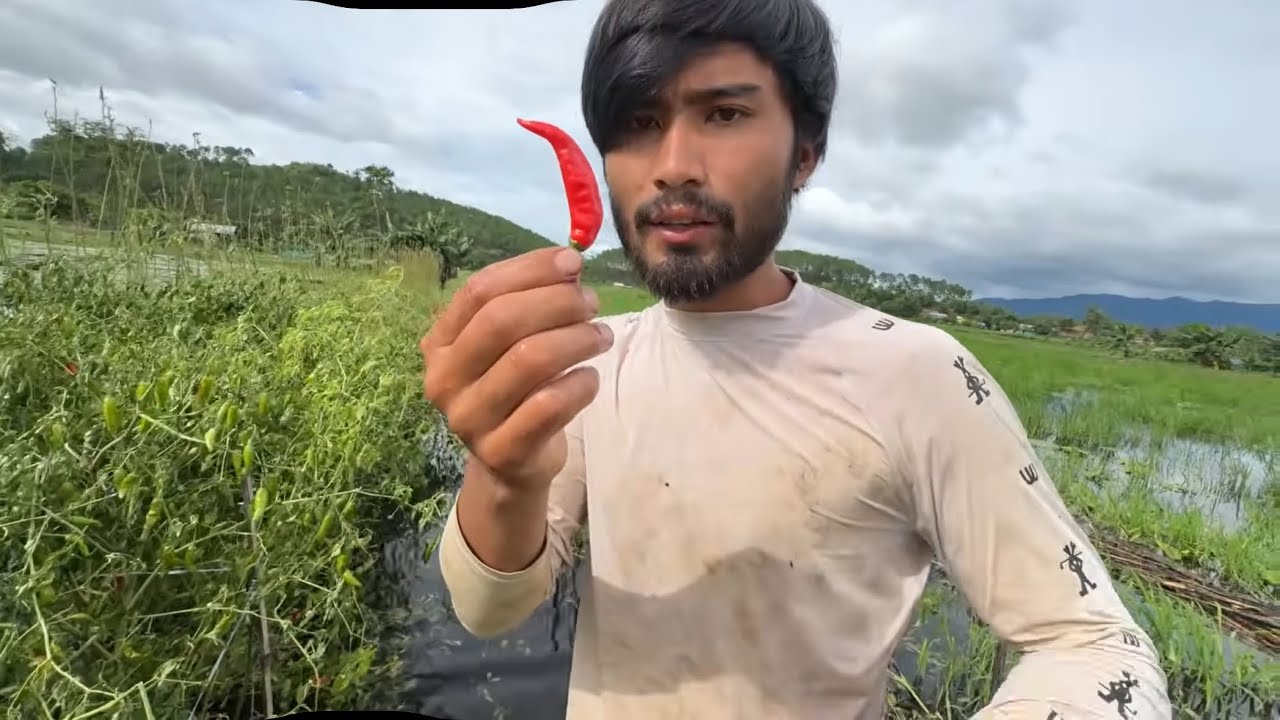 Values of 1 seed chilli 🌶️🌶️🌶️🌶️