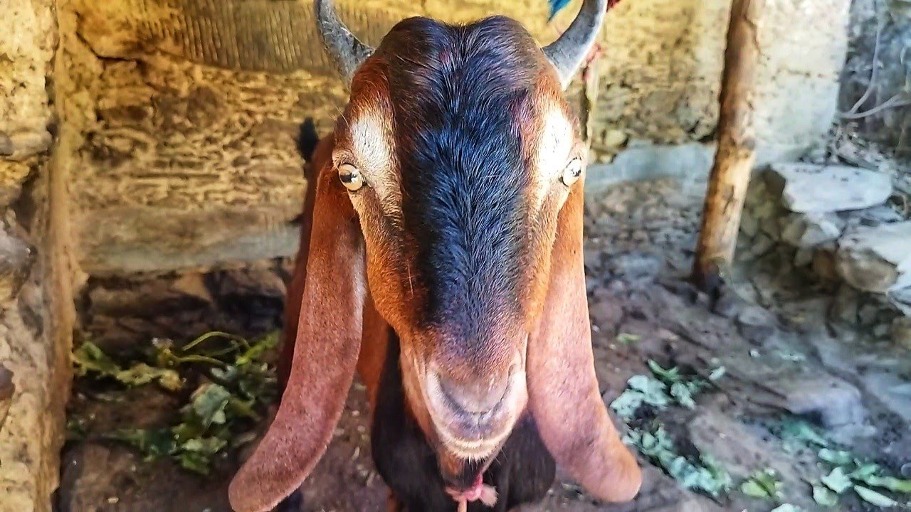 मेरी बकरियाँ 🐐 | Goat Farming Vlog | Village Life & Hard Work