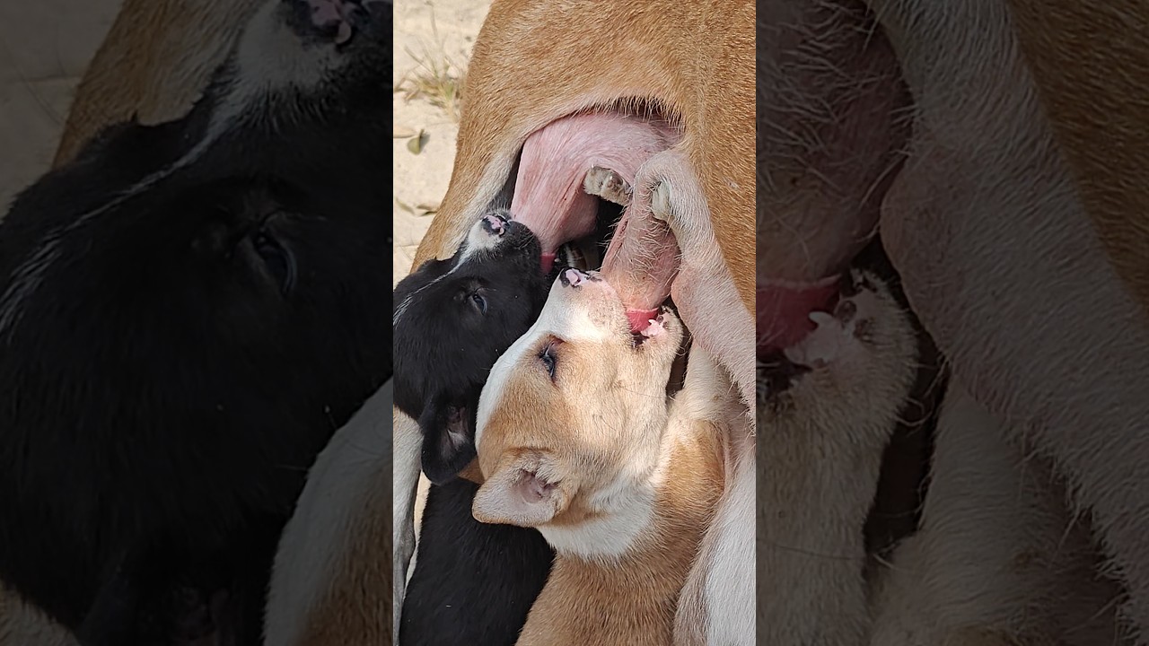 Dog milk feeding🐕🍼