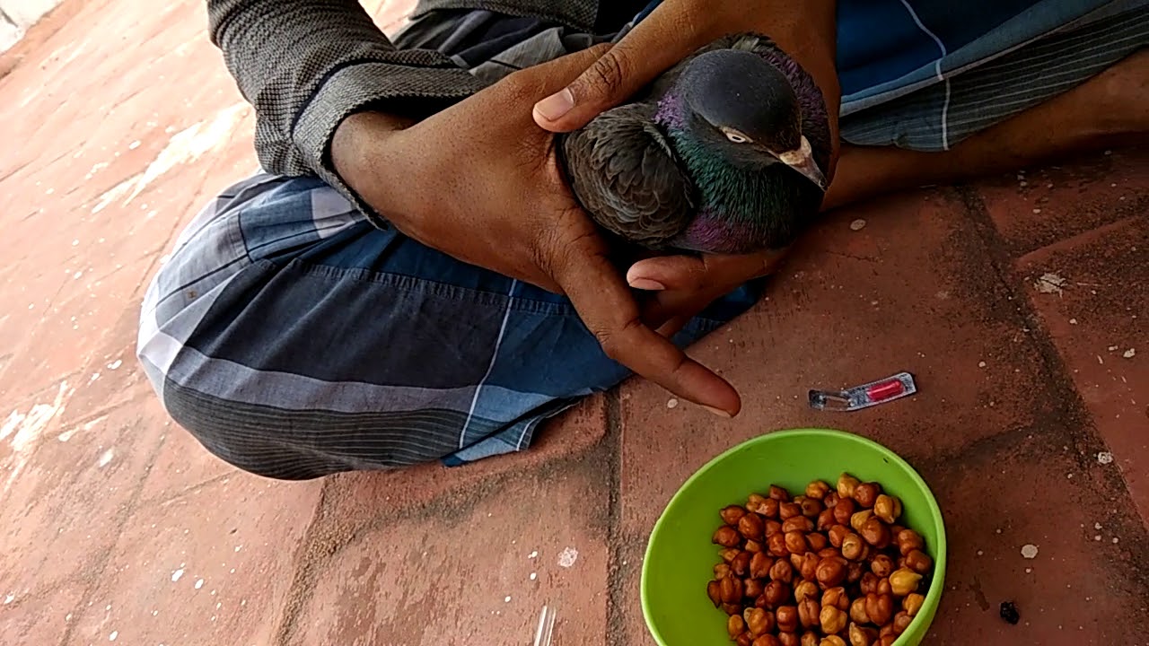 சுக்கா நோயிலிருந்து புறாவை எப்படி காப்பது \ Reason for pigeon weakness and food
