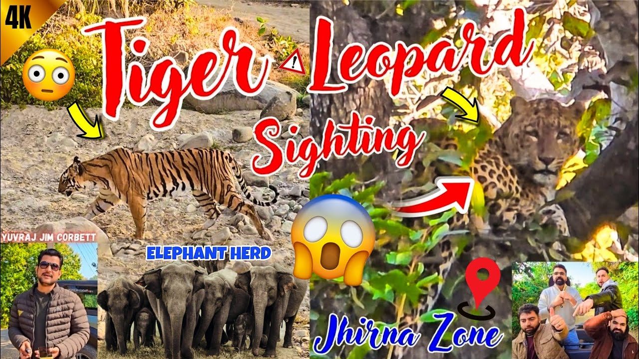 Tiger, Leopard & Elephant Sighting 😱 Teno Ik He Safari Main Dekh Kr Guest Ho gye Soaked 😳