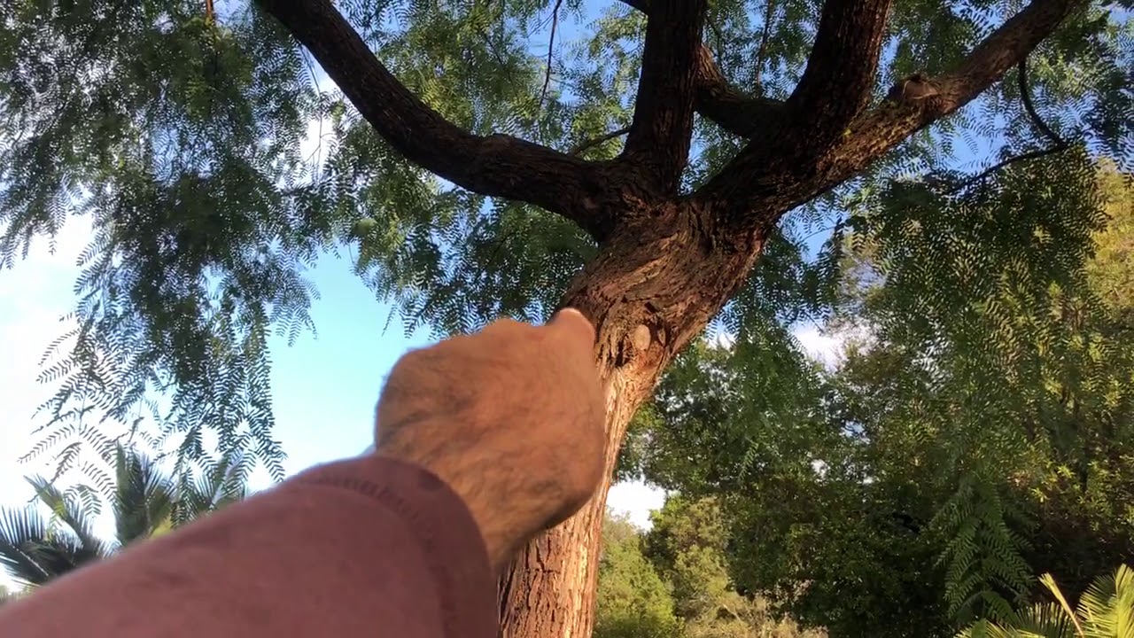 Tipuana tipu AKA the Tipu Tree AKA Rosewood