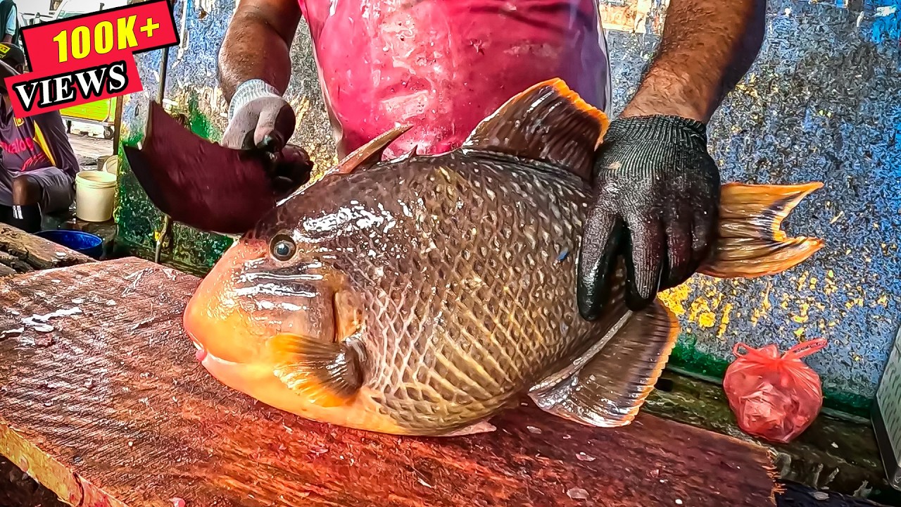 Titan Triggerfish vs. Sharp Knife: Watch the Master at Work