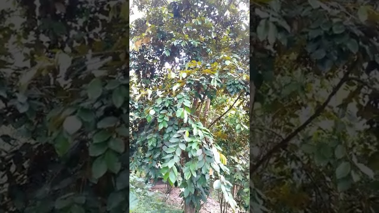 STAR APPLE/CAIMITO (Chrysophyllum cainito) #shorts #star #apple #caimito #fruit  #tree #nature