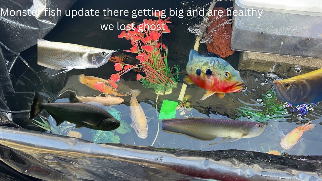 Craziest monster fish update in 1000 gallon pond 