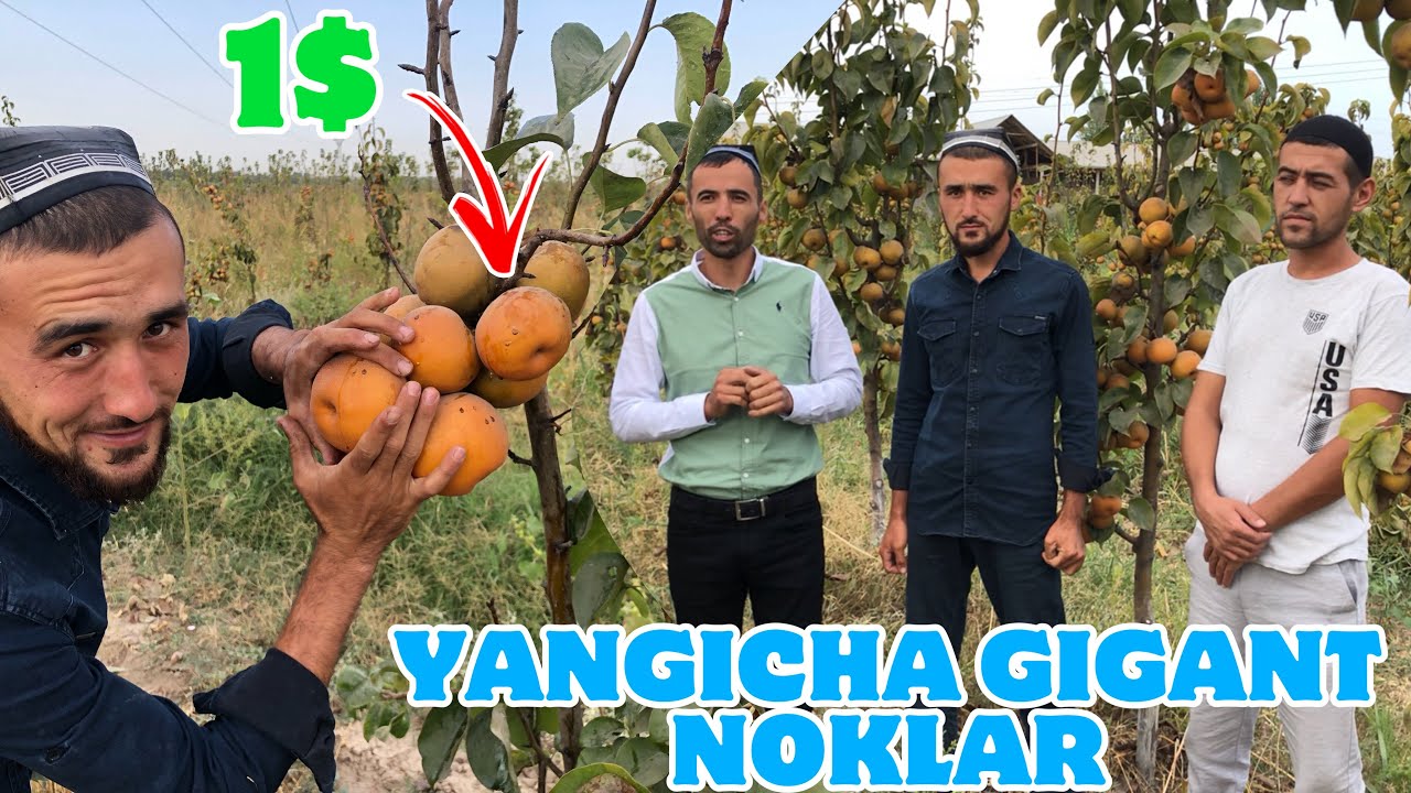 ЯНГИЧА ГИГАНТ НОКЛАР ХИТОЙДАН КЕЛТИРИЛГАН 