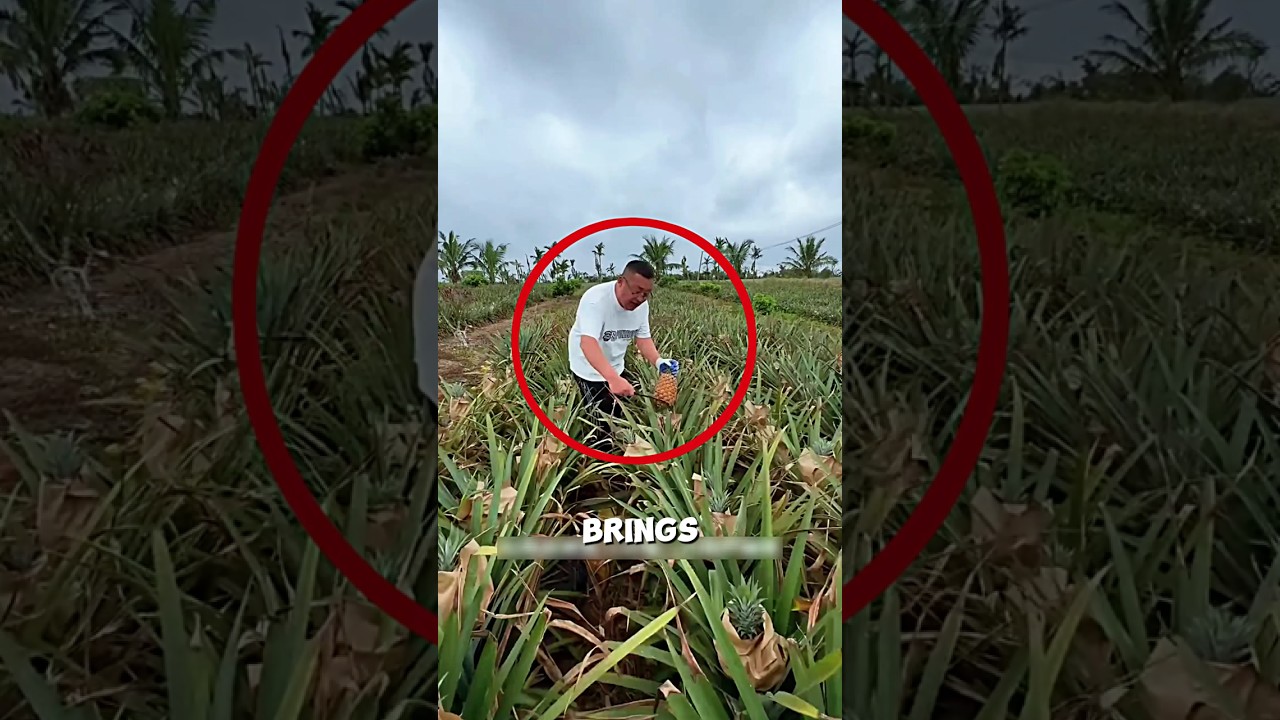 Cultivation Method of High-Quality Pineapple Seeds🍍🤯#farming