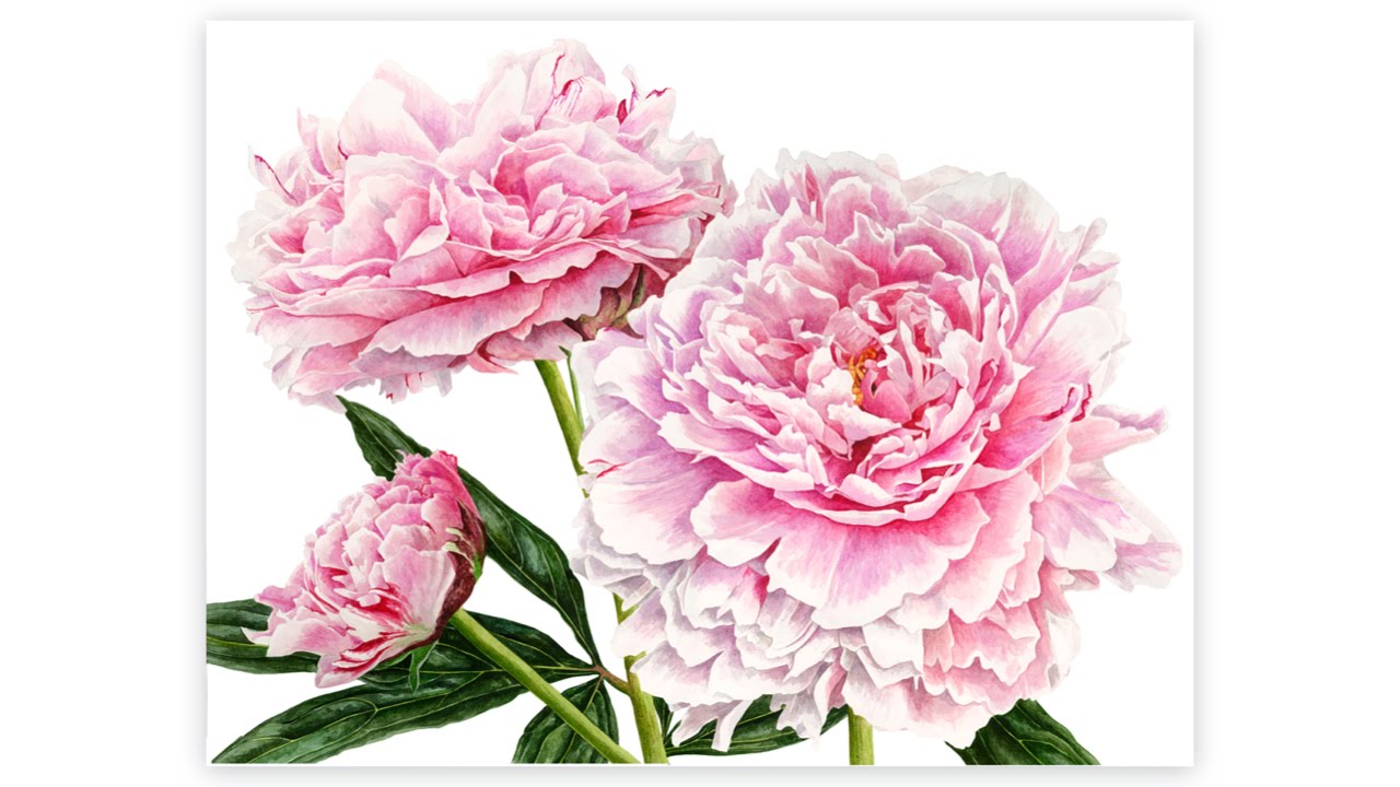 A selection of Anna Mason's watercolours