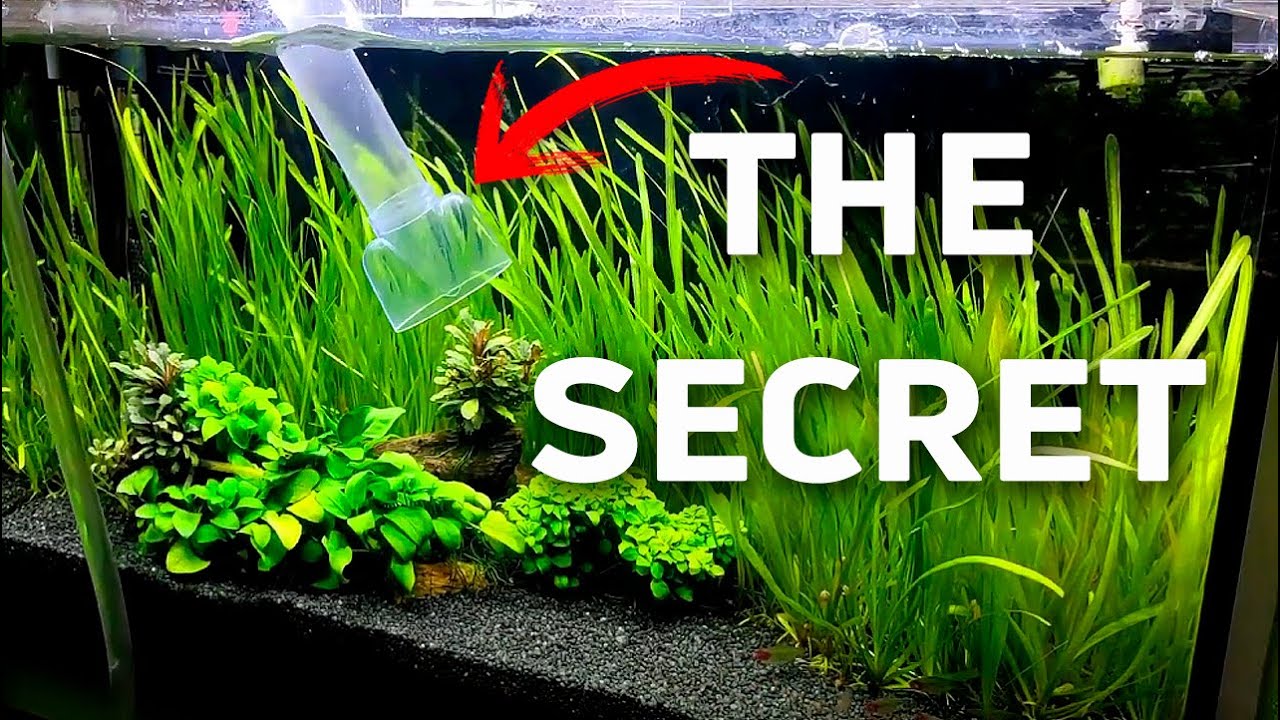 This is how I maintain my 100-liter aquarium 🌿🌊