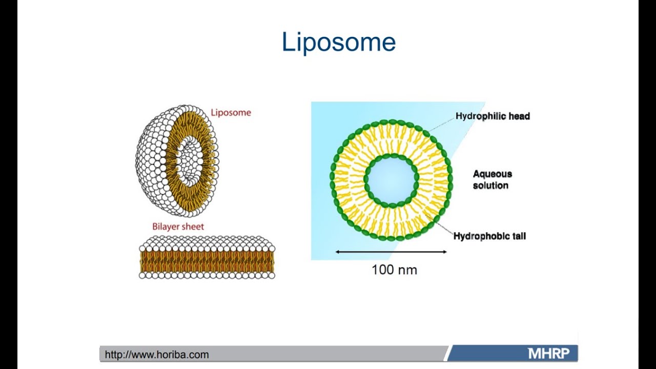 Particle Size of Polydisperse Liposome Formulations With Multispectral Nanoparticle Tracking