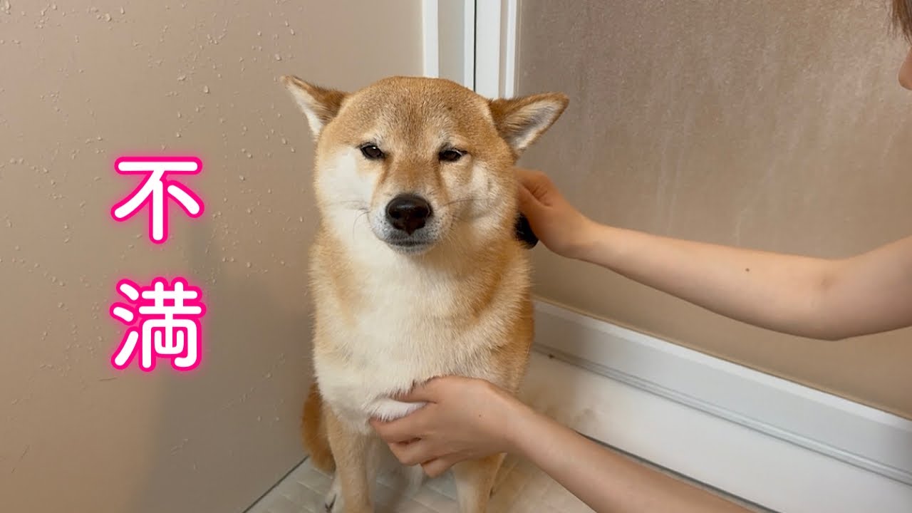 自分だけお風呂に連れてこられて納得がいかず不満タラタラな柴犬が可愛い