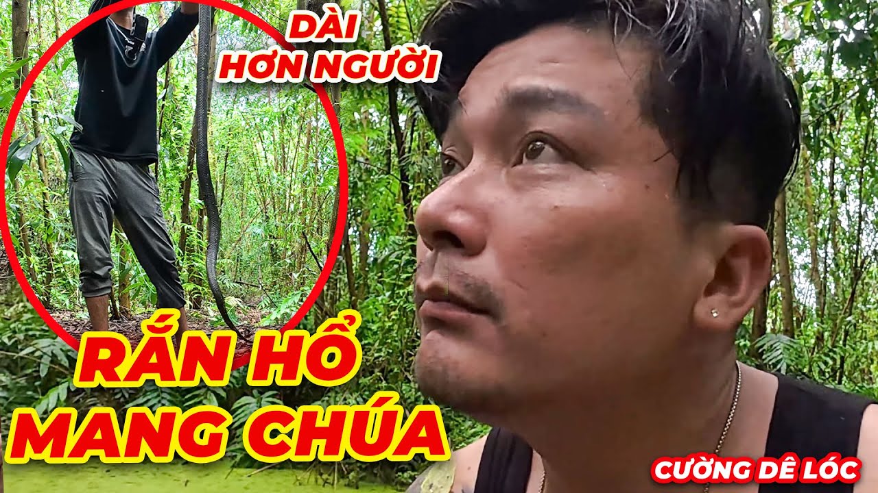 Đối Mặt Với Nguy Hiểm Trong Rừng Tràm Đụng Độ Rắn Hổ Mang Chúa | Cường Dê Lóc